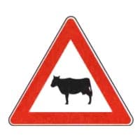 Segnali di pericolo: animali vaganti